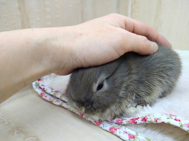 ドワーフラビット