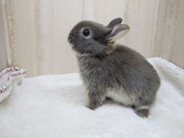 ドワーフラビット