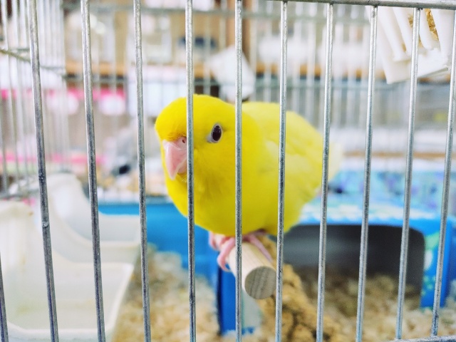 サザナミインコ
