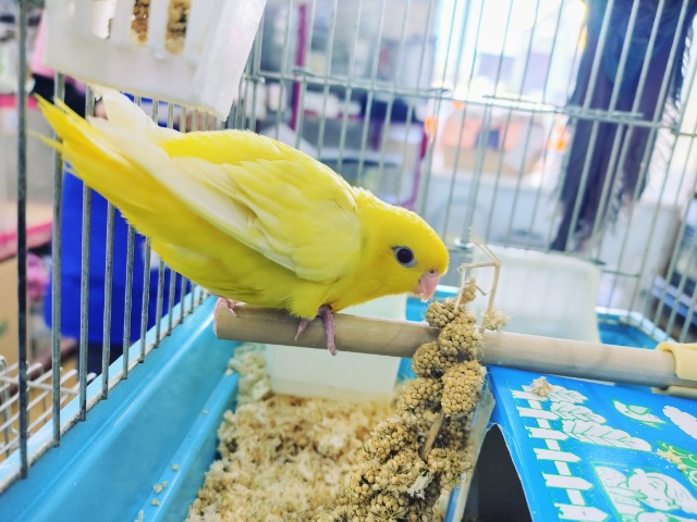 サザナミインコ