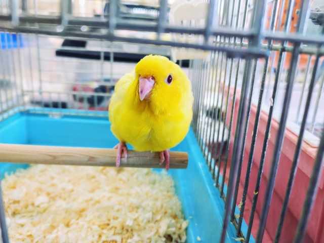 サザナミインコ