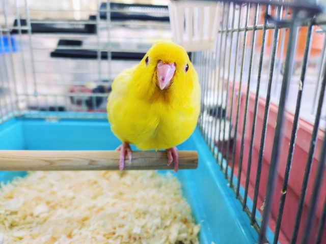 サザナミインコ