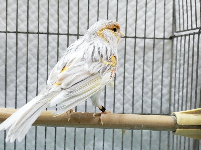 モザイクカナリア