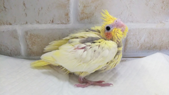 オカメインコ