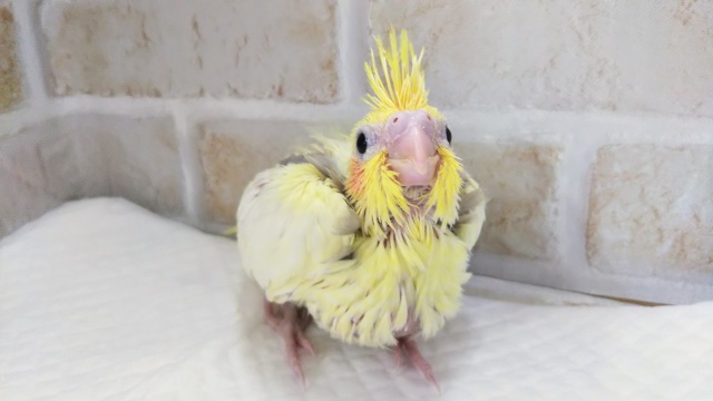 オカメインコ