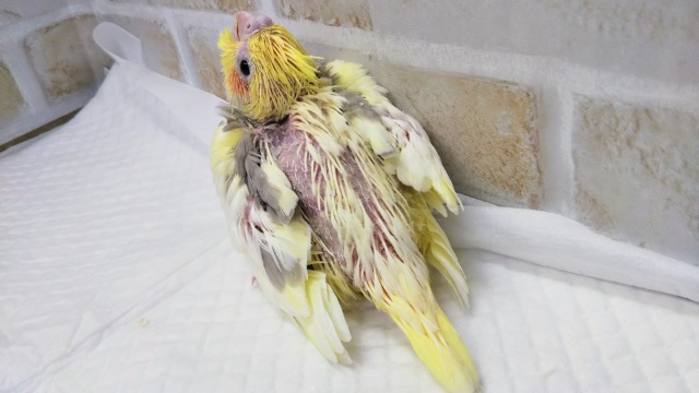 オカメインコ