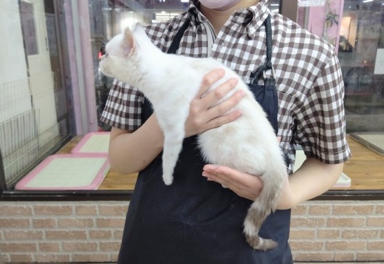 アメリカンショートヘア