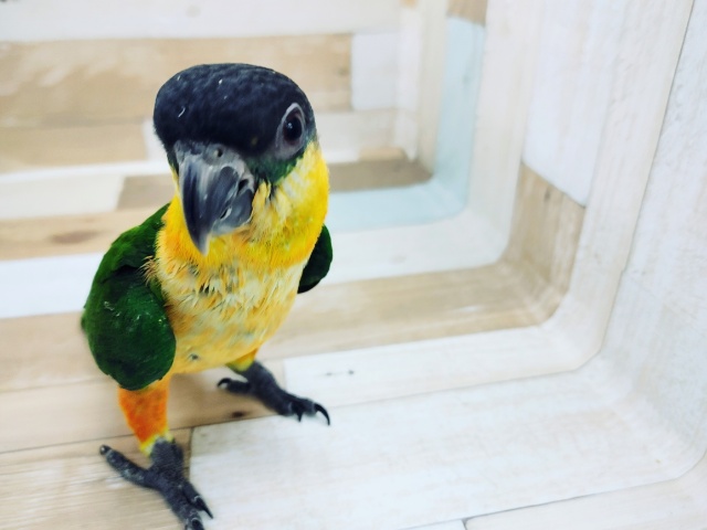 ズグロシロハラインコ