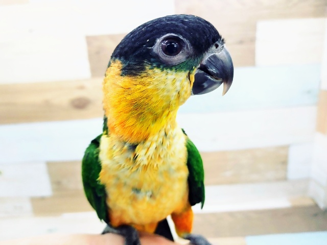 ズグロシロハラインコ