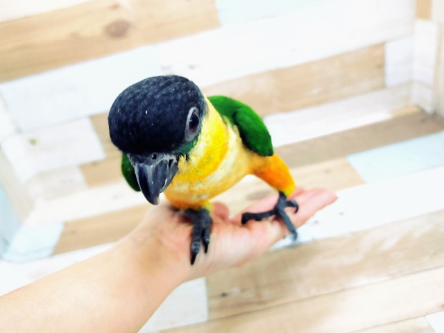 ズグロシロハラインコ