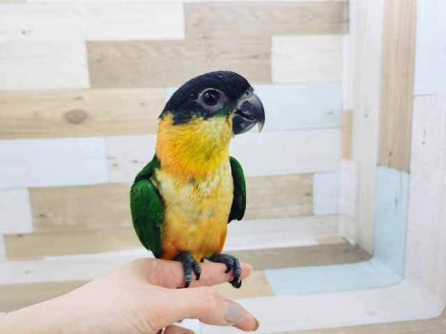 ズグロシロハラインコ