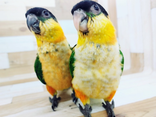 ズグロシロハラインコ