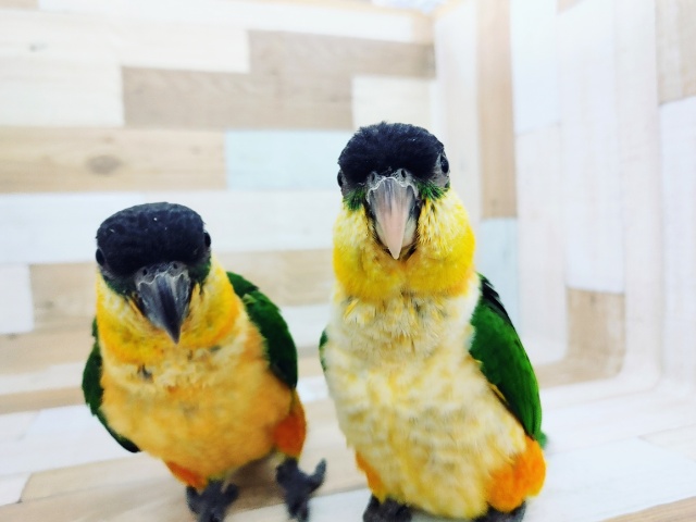 ズグロシロハラインコ