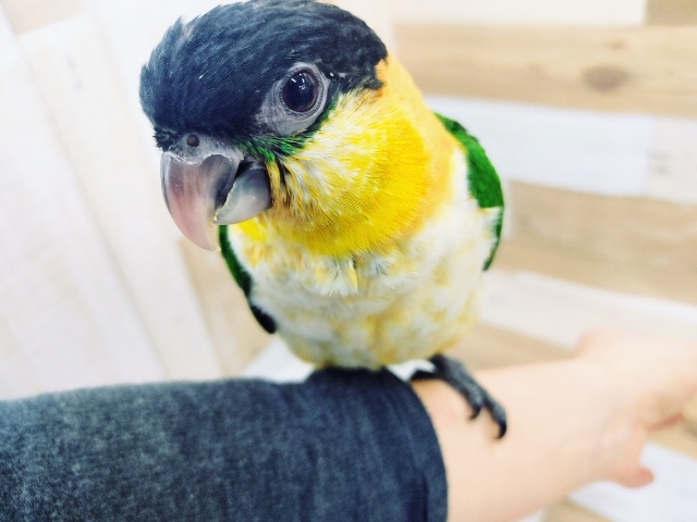 ズグロシロハラインコ