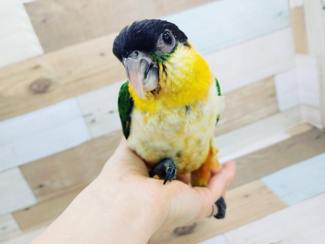 ズグロシロハラインコ