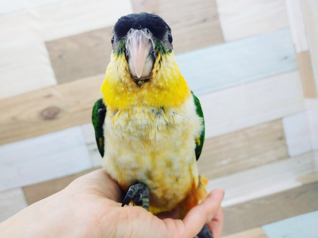 ズグロシロハラインコ