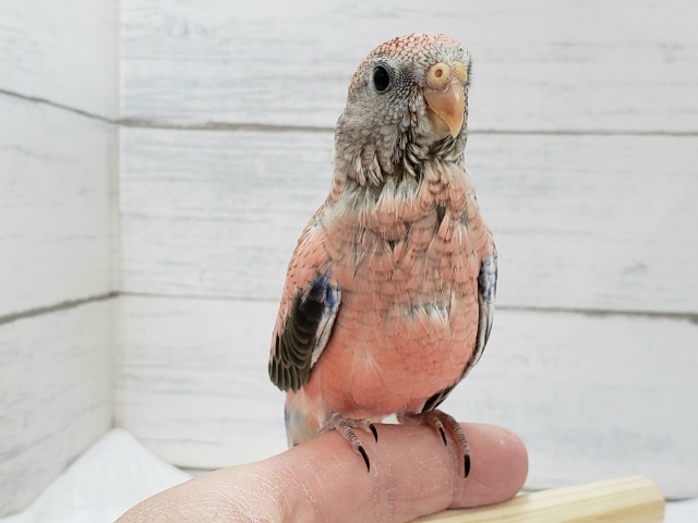 アキクサインコ（秋草インコ）