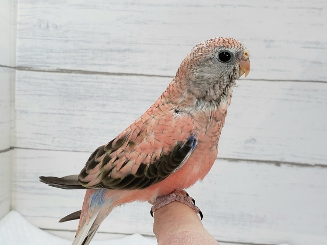 アキクサインコ（秋草インコ）