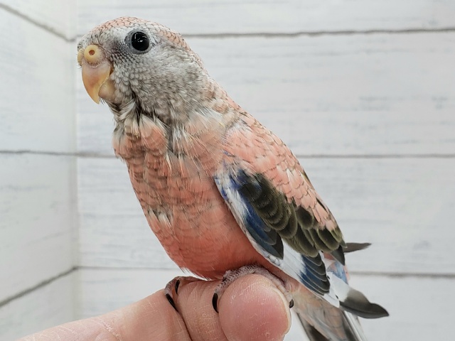 アキクサインコ（秋草インコ）