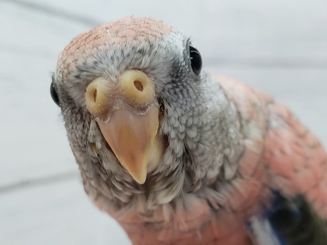 アキクサインコ（秋草インコ）