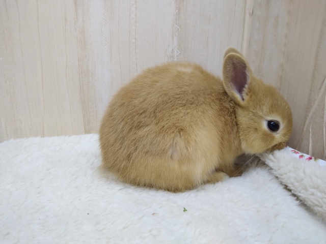 ドワーフラビット