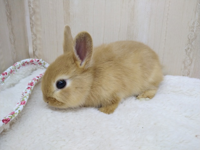 ドワーフラビット