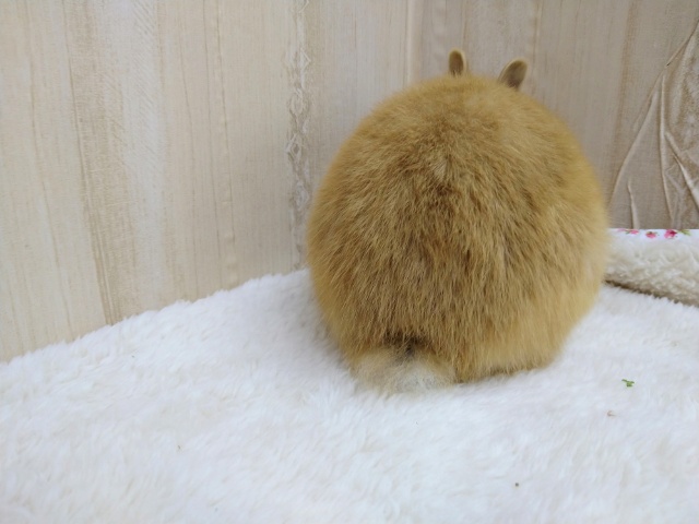 ドワーフラビット