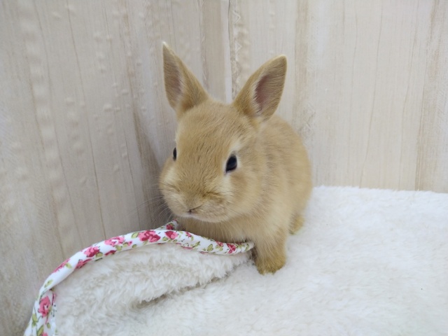 ドワーフラビット