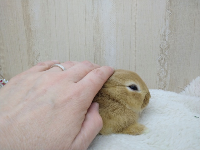 ドワーフラビット