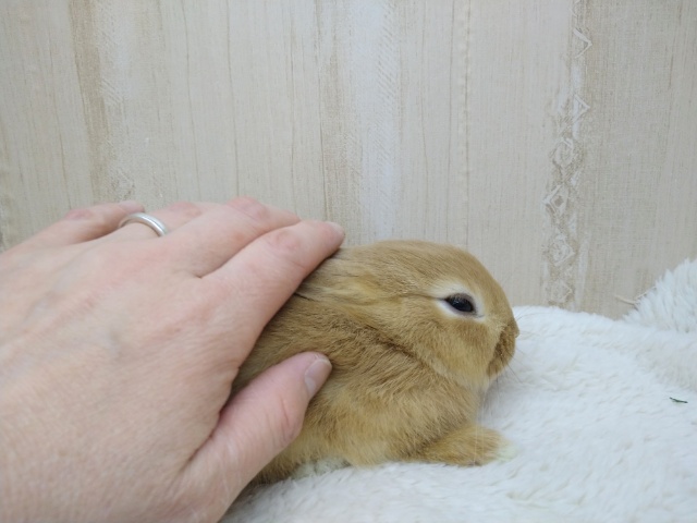 ドワーフラビット