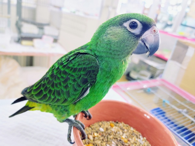 ズアカハネナガ