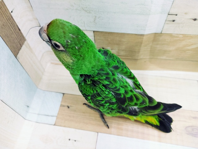 ズアカハネナガ