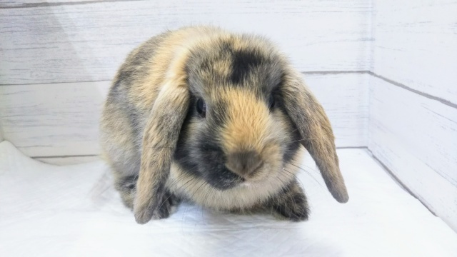 ロップイヤーラビット