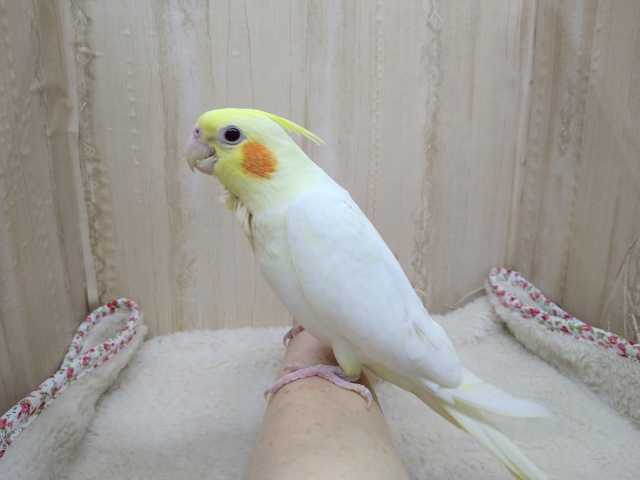 オカメインコ