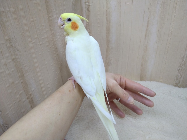 オカメインコ