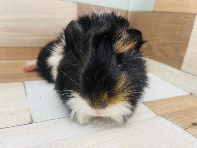 アビシニアンモルモット