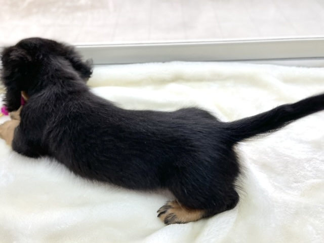 ミニチュアダックス