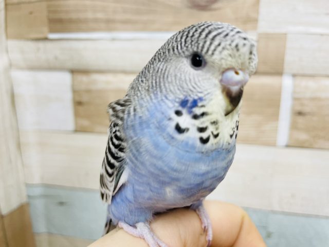 ジャンボセキセイインコ