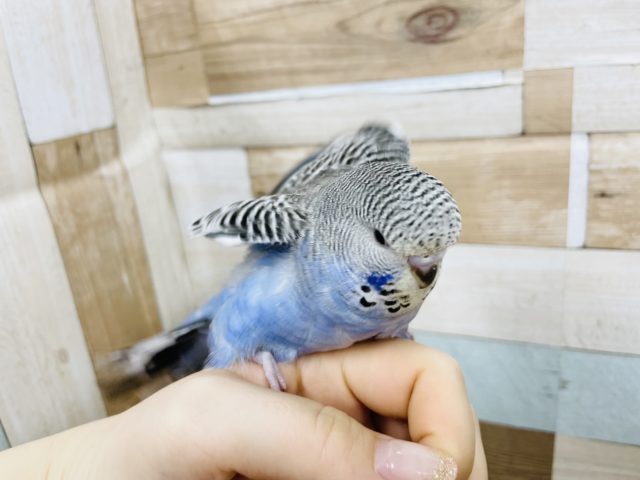 ジャンボセキセイインコ