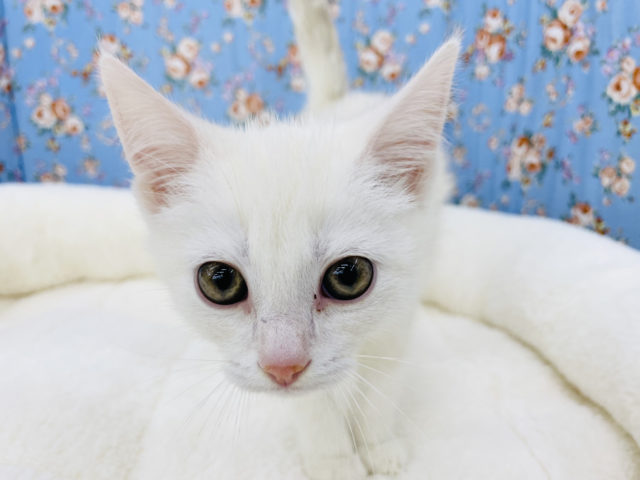 スコティッシュフォールド