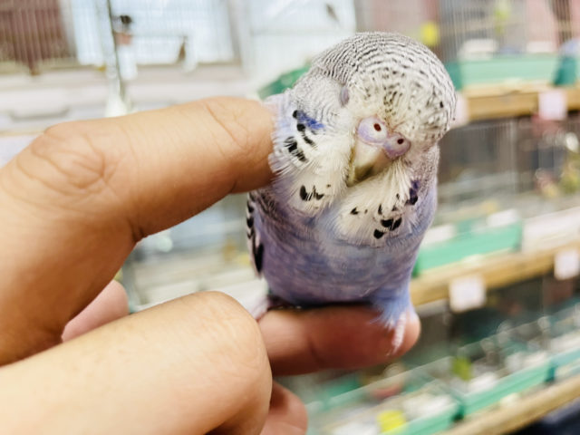 ジャンボセキセイインコ
