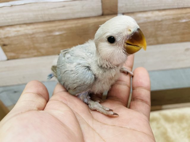 コザクラインコ（小桜インコ）