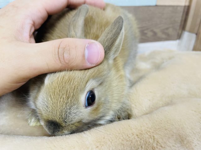 ネザーランドドワーフ