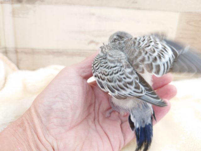 ジャンボセキセイインコ