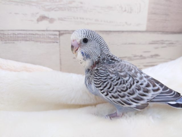 ジャンボセキセイインコ