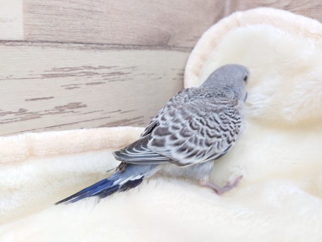 ジャンボセキセイインコ