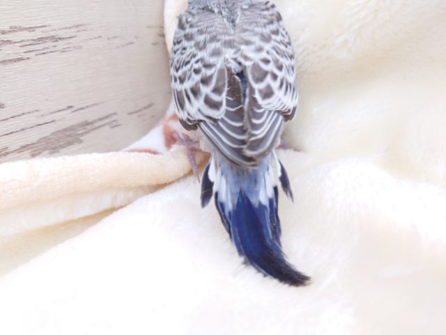 ジャンボセキセイインコ
