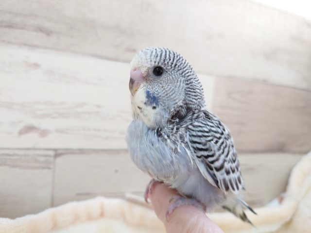 ジャンボセキセイインコ