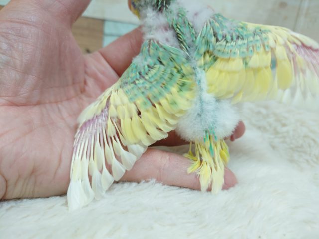 セキセイインコ