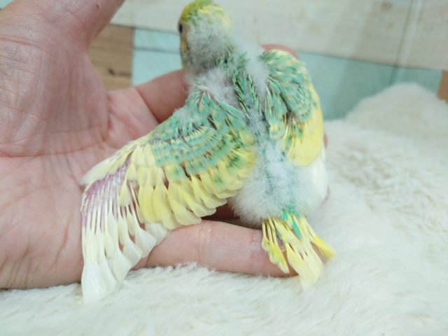 セキセイインコ